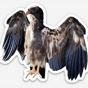 King Vulture Sticker