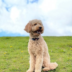 Golden doodle direct download