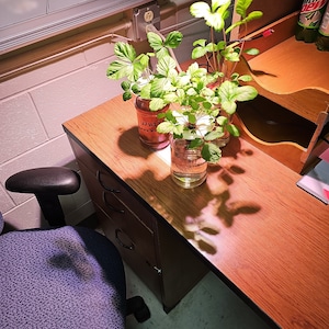 Może przedstawiać: Dwie doniczki z truskawkami z zielonymi liśćmi w szklanych słoikach na drewnianym biurku z fioletowym krzesłem biurowym na pierwszym planie. Biurko ma dwie szuflady i jasną drewnianą powierzchnię.