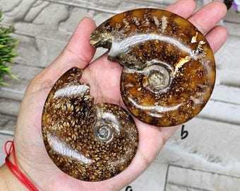 May include: Two polished ammonite fossils, showcasing a spiral shape and intricate internal patterns. The fossils display a range of brown and tan hues, with a glossy finish. The specimens are held in a hand, highlighting their size and detail.