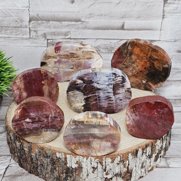 Petrified Wood Slab / Agatised Wood / Rocks and Minerals