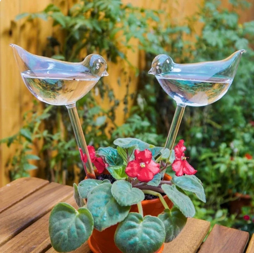 Globes d'arrosage de plantes Cactus Globes auto-arrosants Bulbes d