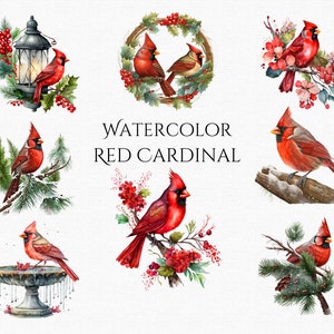 Pájaro cardenal rojo acuarela, clipart, arte infantil PNG, lindo pájaro, clipart, fondo transparente, sublimación, uso comercial, descarga digital