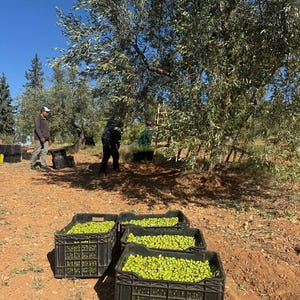 May include: Several black plastic crates filled with fresh green olives sit on dry, reddish-brown soil in an olive grove. In the background, olive trees with silver-green leaves stand under a clear blue sky, with individuals harvesting olives.