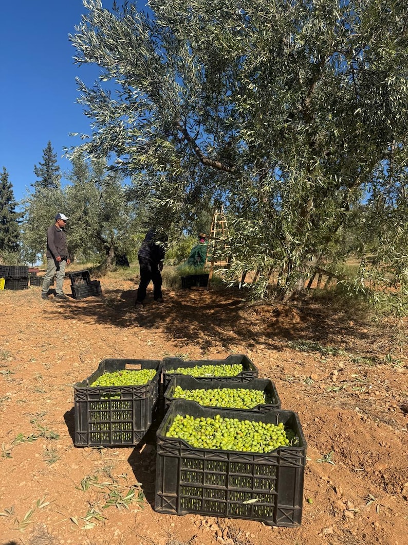 May include: Several black plastic crates filled with fresh green olives sit on dry, reddish-brown soil in an olive grove. In the background, olive trees with silver-green leaves stand under a clear blue sky, with individuals harvesting olives.