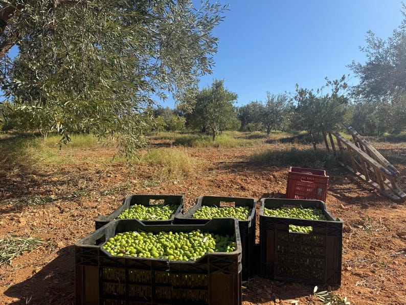 May include: Three black plastic crates filled with fresh green olives sit on reddish-brown soil in an olive grove. A red plastic crate is positioned behind them, and a wooden ladder leans against an olive tree under a clear blue sky.