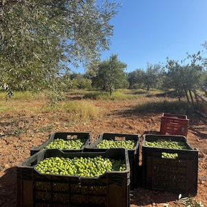 May include: Three black plastic crates filled with fresh green olives sit on reddish-brown soil in an olive grove. A red plastic crate is positioned behind them, and a wooden ladder leans against an olive tree under a clear blue sky.