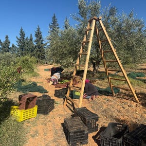 May include: A tall wooden A-frame ladder stands in an olive grove during harvest. Several black and yellow plastic crates are scattered on the dry, orange-toned earth. Olive trees with green foliage fill the background under a clear blue sky.