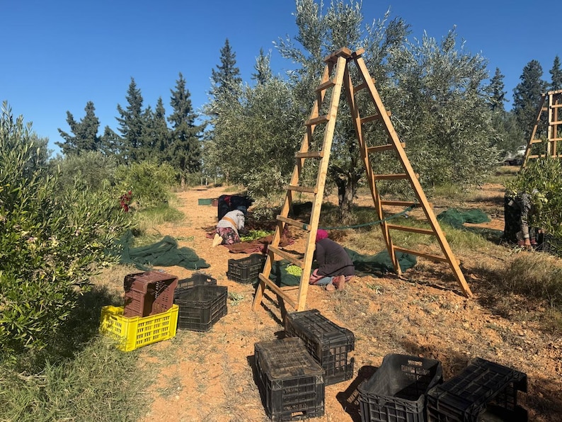 May include: A tall wooden A-frame ladder stands in an olive grove during harvest. Several black and yellow plastic crates are scattered on the dry, orange-toned earth. Olive trees with green foliage fill the background under a clear blue sky.