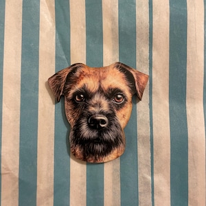 Könnte beinhalten: Eine Nahaufnahme des Gesichts eines braunen und schwarzen Border Terrier. Der Hund schaut direkt in die Kamera mit einem ernsten Ausdruck.
