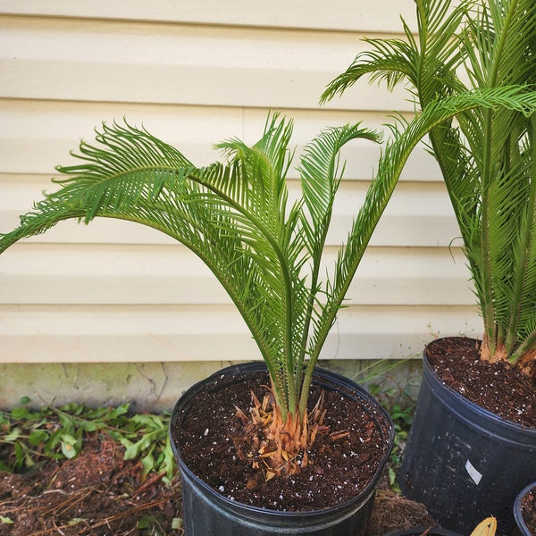 Sago Palm (Cycad)