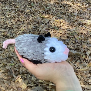 Possum