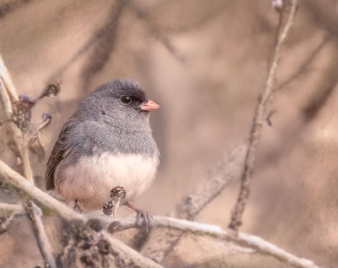 Dark-Eyed Junco Bird/Symbol of Hope/Nature Wall Art Photo