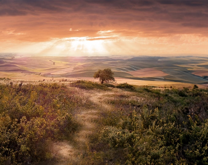 Palouse Golden Hour Wall Art - Steptoe Butte Lone Tree and Rolling Hills Photo Painting Print/Canvas/Metal/Acrylic Wall Décor or Gift