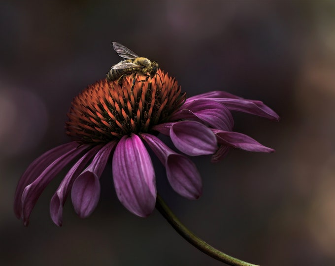 Honey Bee Pollinating Coneflower: Beautifully Intriguing Close Encounter/Unique Wall Art Photo/Paper-Print-Metal-Acrylic Home Décor or Gift