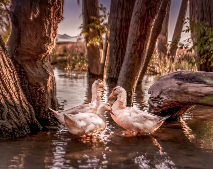 Charming Duck Family Photo Print - Wall Art for Home or Office Decor - Paper-Canvas-Metal-Acrylic