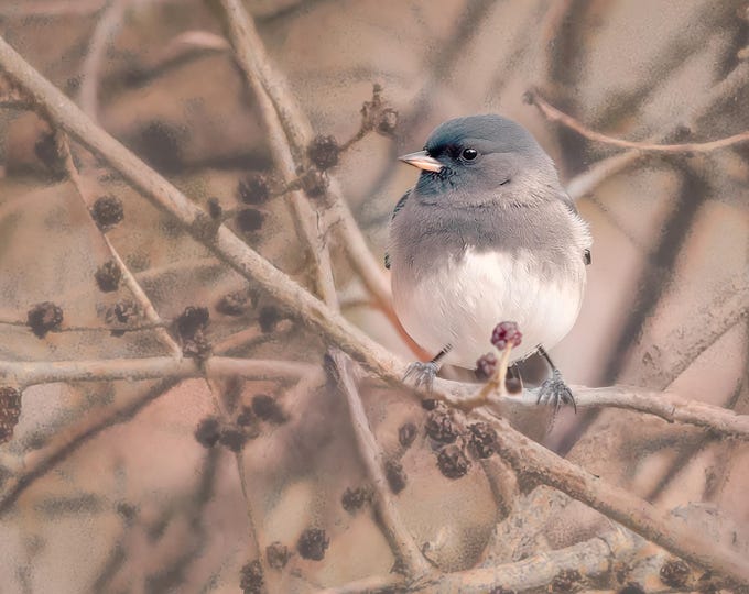 Dark-Eyed Junco Bird/Symbol of Reflection/Nature Wall Art Photo