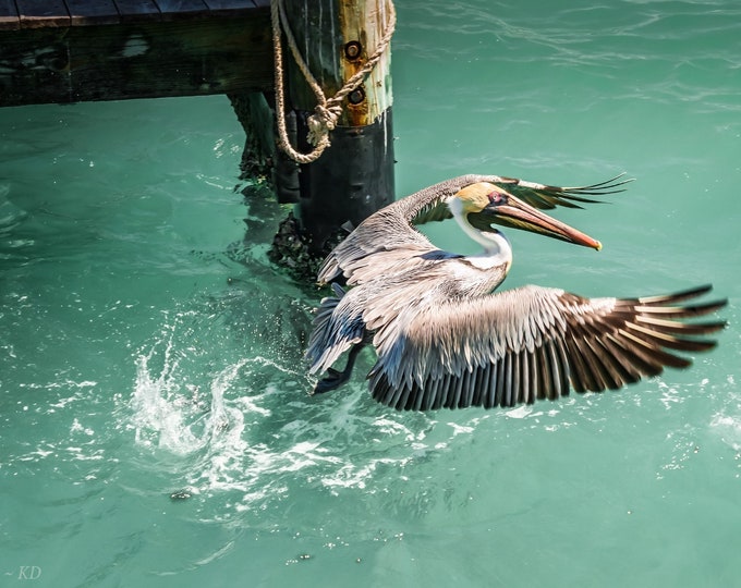 Pier-Surprise: Florida Pelican Takes Flight - Fine Art Photography - Canvas-Metal-Acrylic-Print Home Decor or Gift