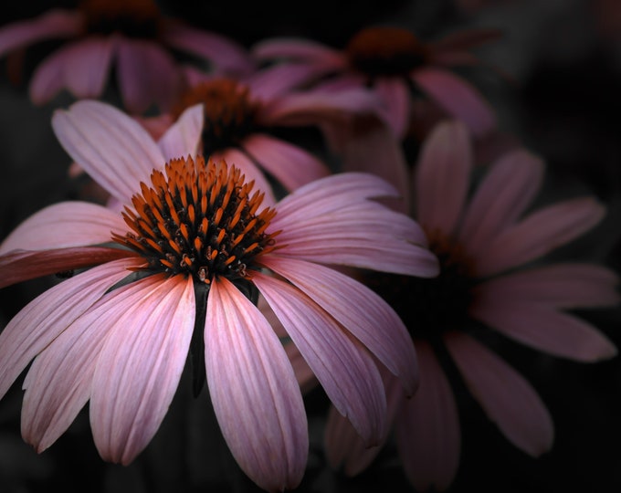 Coneflower (Echinacea) Photography–Pink Romantic Vintage Floral Still Life, Charming Wall Art Paper-Print-Metal-Acrylic Home Décor or Gift