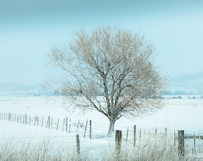 Winter Reflections: Lone Tree, Baker City, Oregon Travels- Paper Print/Canvas/Metal/Acrylic  Home/Cabin Wall Décor/Unique Minimalistic Gift