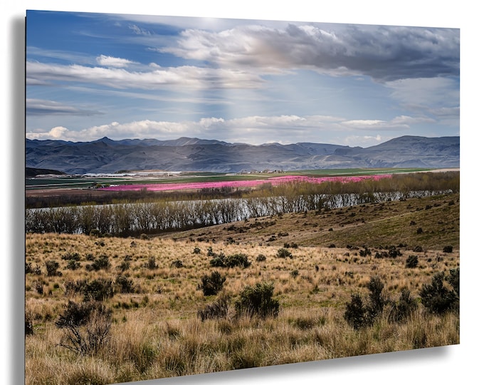 Pink Blossoms In High Desert Lake Lowell Idaho, Owyhee Mountains Fine Art Print