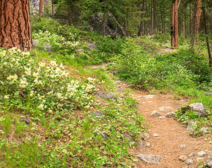Blodgett Canyon - Western Montana Hiking Trail in the Bitterroot Mountain Range Vertical Wall Picture Home Decor Print-Canvas-Metal-Acrylic
