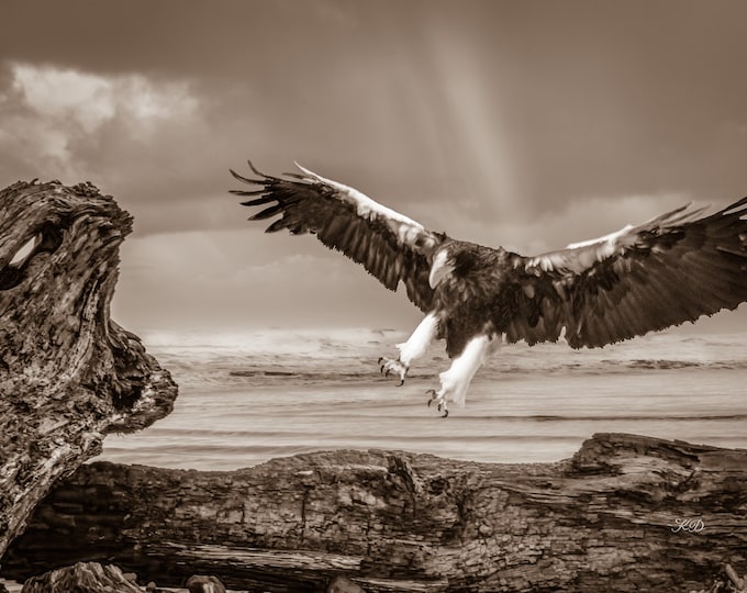 Steller Sea Eagle's Majestic Soar Wildlife Sepia Photo Raptor Flight Horizontal Canvas-Metal-Acrylic-Print Home-Lodge Wall Art Decor or Gift