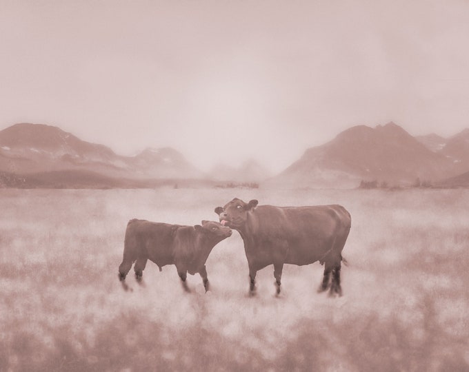 Cow Kissing Calf: Sepia Vintage Country Farmhouse, Farm Animal, Outdoor Ranch Photo Wall Art Print-Canvas-Metal-Acrylic Nursery or Gift