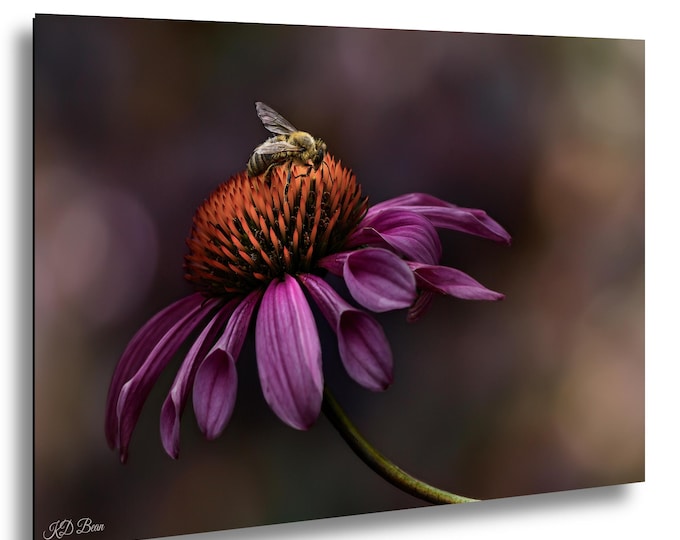 Flower Print, Macro Honey Bee Coneflower Fine Art Photography