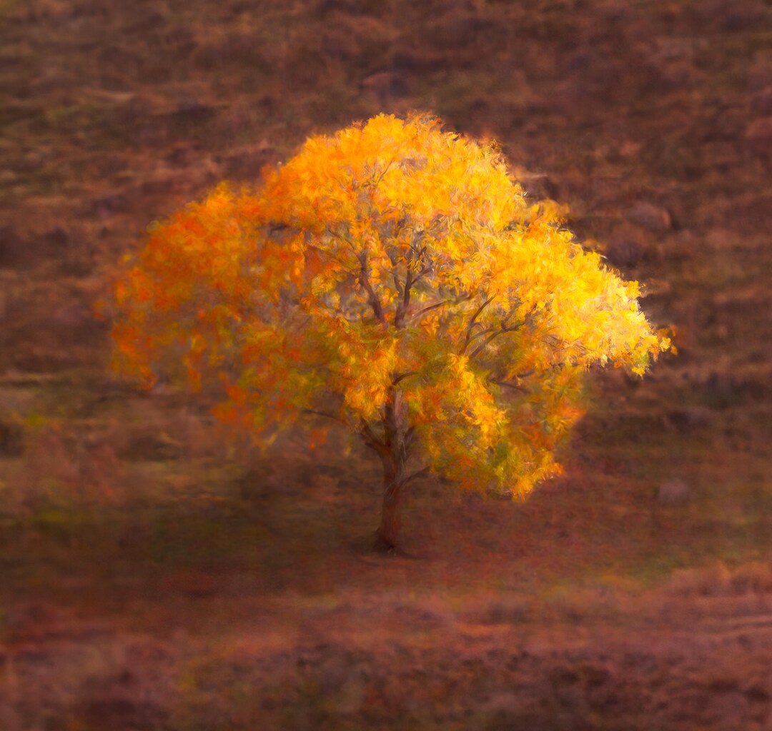 Fall Tree Photography/autumn Leaves/fall Farmhouse Wall Art Décor ...