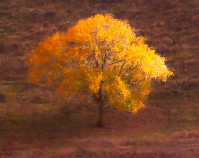 Fall Tree Photography/Autumn Leaves/Fall Farmhouse Wall Art Décor, Paper/Canvas/Metal/Acrylic, Home/Cabin, Unique Minimalistic Gift