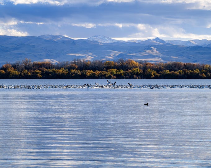 Snow Geese Flock Wildlife Photography | Lake Lowell Idaho Bird Art Print Canvas
