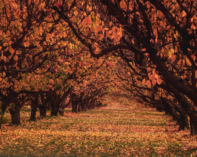 Autumnal Fall Print, Fall Orchard, Paper/Canvas/Metal/Acrylic, Home/Cabin Wall Décor, Unique Minimalistic Gift