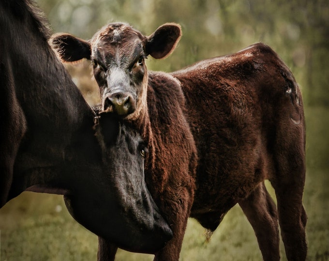 Charming Calf And Cow: Intimate Heartwarming Moment/Rustic Farmhouse Décor/Baby Gift/Art Picture/Paper Print-Canvas-Metal-Acrylic