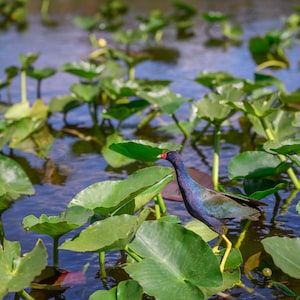 Florida Everglades Bird: Purple Gallinule Perched On A Lily Pad Horizontal Wall Canvas-Metal-Acrylic-Print Fine Art Photography