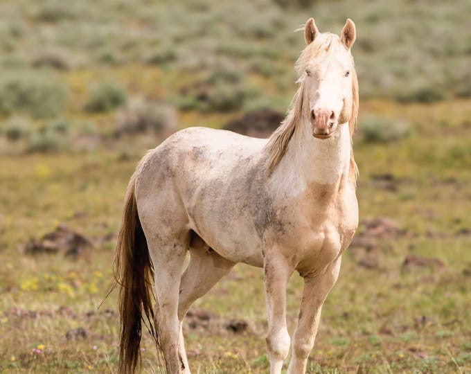 Wild Horse/Light Paint Horse Photo/Oregon High Desert/Travels Photography/Westerner Décor/Horse Lover Gift/Paper Print-Canvas-Metal-Acrylic
