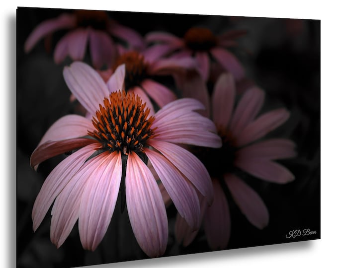 Pink Coneflowers, Romantic Botanical Fine Art Photography