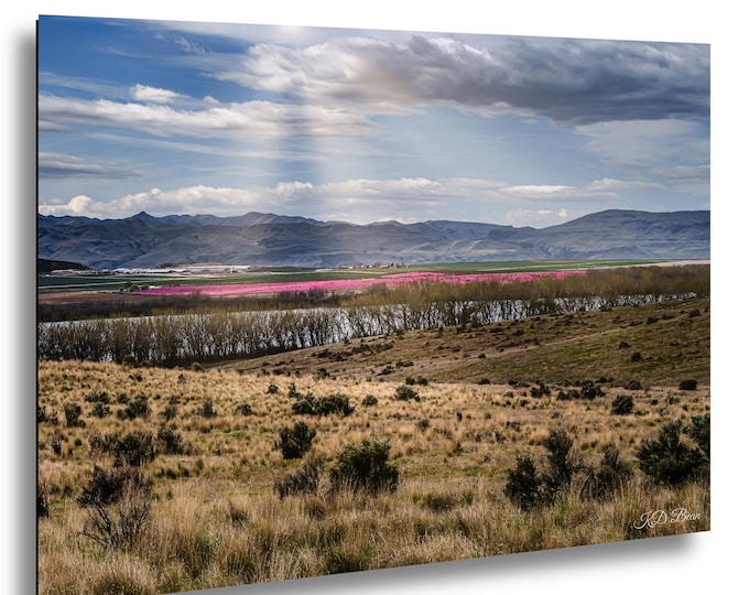 Pink Blossoms, High Desert Landscape Fine Art Print - Lake Lowell Idaho, Owyhee Mountains