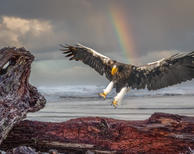 Steller Sea Eagle's Majestic Soar-Wildlife Photography Raptor Flight Horizontal Canvas-Metal-Acrylic-Print Lodge Wall Art Decor or Gift