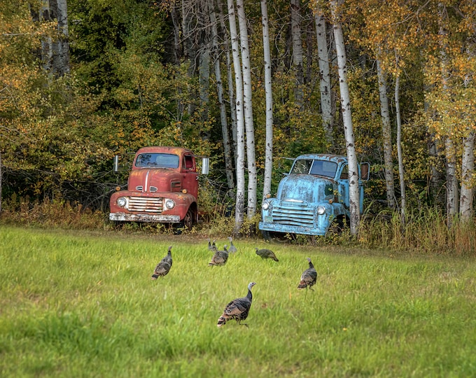 Wild Turkeys and Classic Vintage Rustic Trucks-Large Landscape Fine Art Horizontal Photograph/Print-Canvas-Metal-Acrylic/Home/Unique Gift
