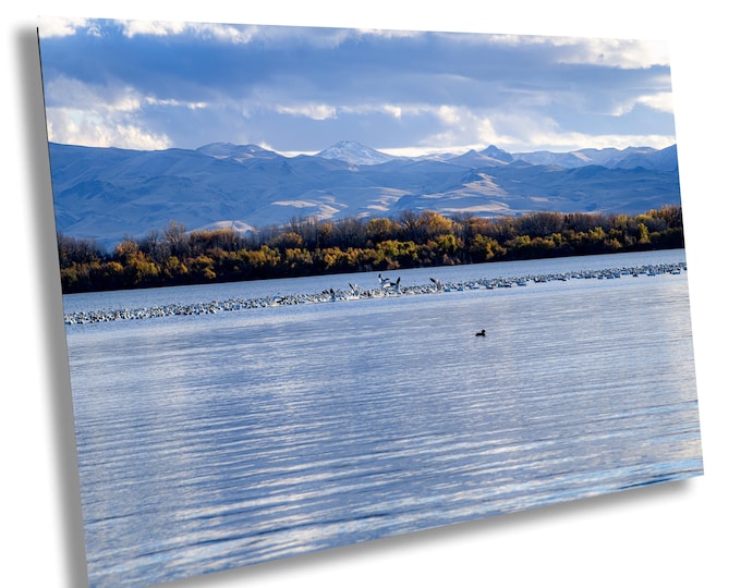 Snow Geese Flock Wildlife Fine Art Photography | Lake Lowell Idaho