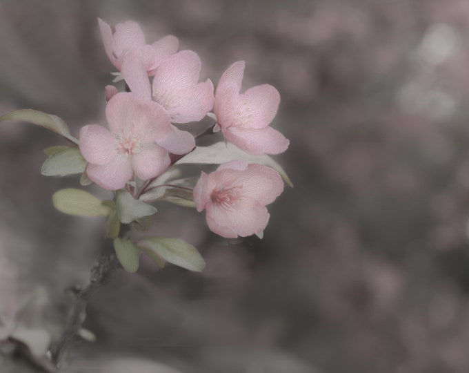 Cherry Blossom Branch Against Dark Canvas Horizontal Wall Art Paper Photo Print-Metal-Acrylic Fine Art Home Wall Décor or Gift