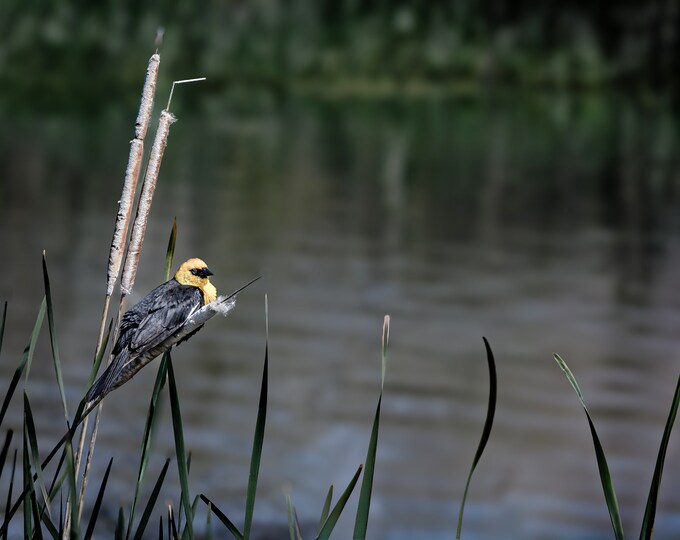 Yellow-Headed Blackbird In Cats-tails and Reeds/Horizontal Wall Paper Print-Canvas-Metal-Acrylic-Fine Art Photography/Home/Office Decor/Gift