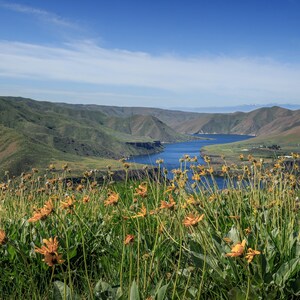 以下が含まれることがあります： 緑の丘と満開の黄色い野花畑に囲まれた湖の風景です。