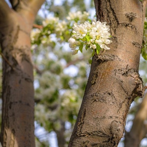 Op de afbeelding: Een close-up van een boomstam met witte bloesems die eraan groeien. De schors is bruin en getextureerd. De bloesems staan in volle bloei en zijn zacht wit van kleur.