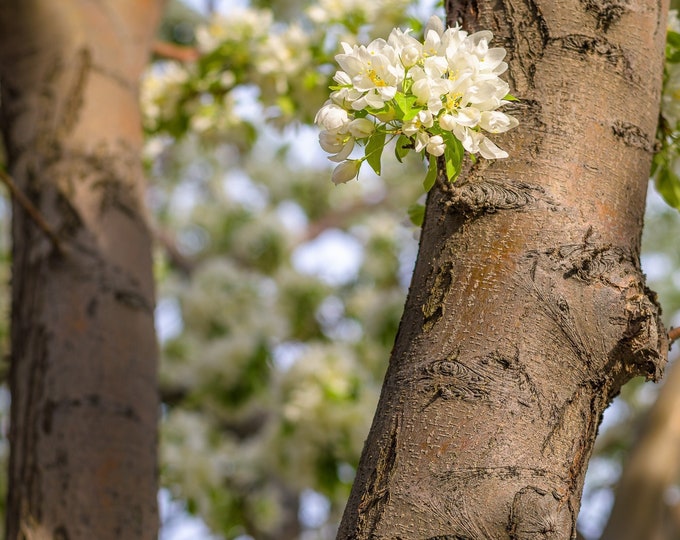 Contrasting Beauty: White Dogwood Blossoms On Rough Tree Trunk Canvas Wall Art-Photo Print-Metal-Acrylic Fine Art Home Wall Décor or Gift