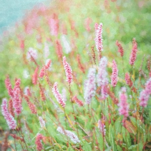 Pink Fleece Wildflowers Wall Art Photo Print-Canvas-Metal-Acrylic Fine Art Photography Home-Cottage-Wall Décor or Gift