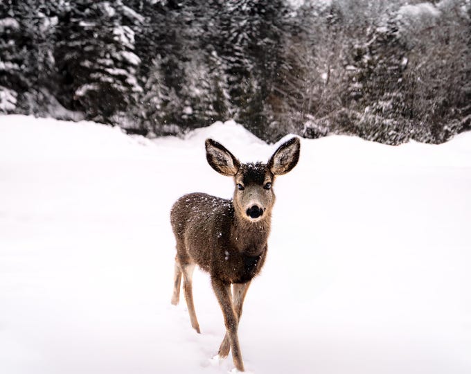 Hi Deer – A Forest Adventurer By Snow-Covered Woods/McCall, ID Wildlife/Paper Print-Canvas-Metal-Acrylic Home/Cabin Wall Décor, Unique Gift