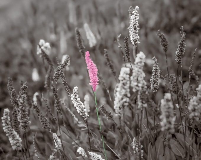 Think Pink: Wildflower Standing Tall Amidst Black and White-Vertical Photo Print-Canvas-Metal-Acrylic Fine Art Décor or Gift