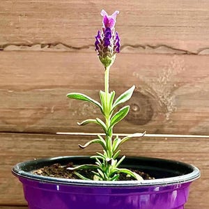 Może przedstawiać: Lawenda w fioletowej doniczce z zielonymi liśćmi i fioletowymi kwiatami. Roślina stoi na tle drewnianej ściany. Kwiaty są w pełnym rozkwicie. Doniczka i kwiaty mają żywe kolory.